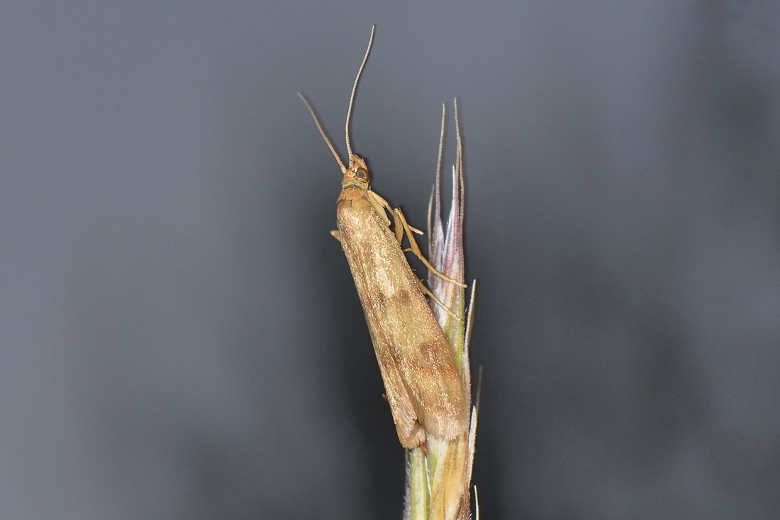 Da identificare - Homoeosoma sinuella, Pyralidae